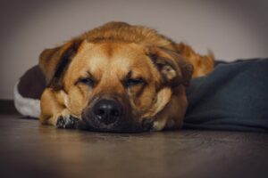 dog 7627547 1280(1)