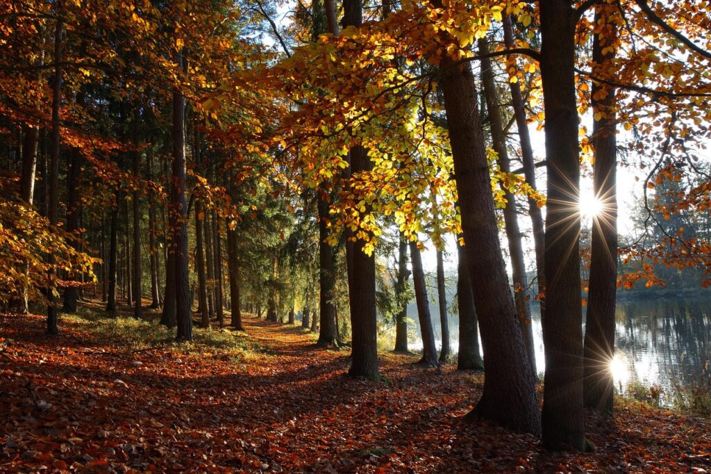 autumn 9251331 1280