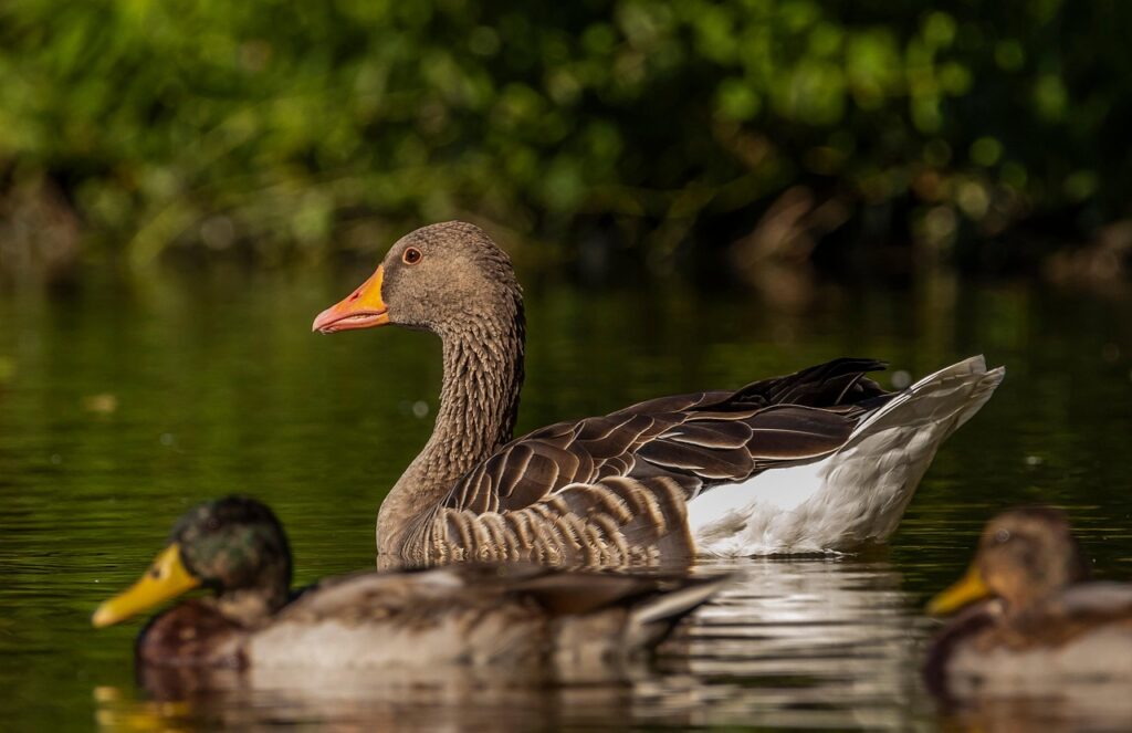 geese 8412209 1280