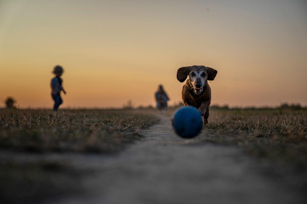 pet 7106365 1280